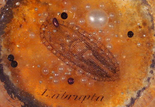 L.abrupta