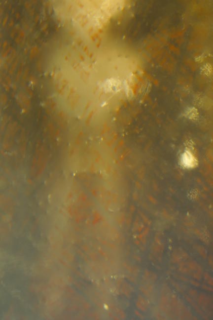 FOR THOSE WHO DOUBT.