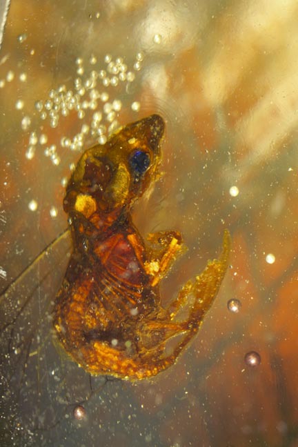 FOR THOSE WHO DOUBT.